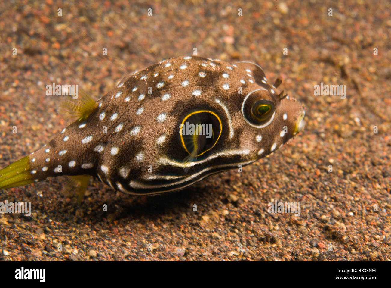 INDONESIA, Bali Province, Tulamben. Bristly Puffer (Arothron hispidus). Stock Photo