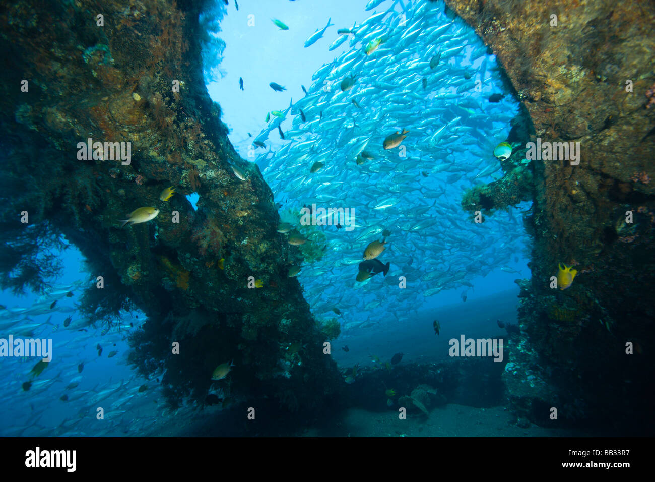 INDONESIA, Bali Province, Tulamben. Tropical fish at the Liberty ...