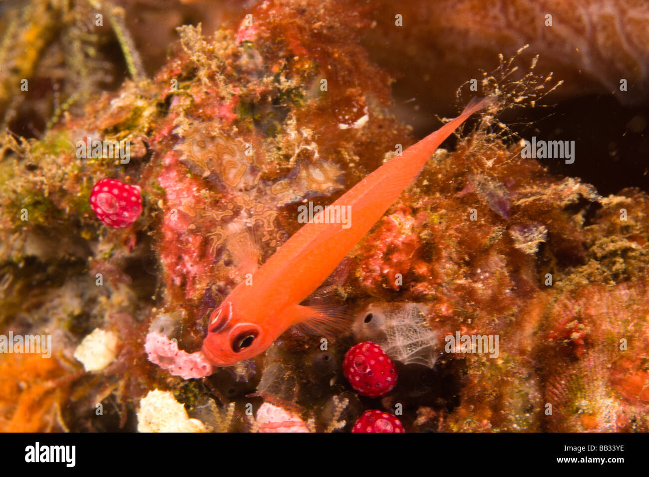 INDONESIA, Bali Province, Tulamben. Orange Reef-goby (Priolepis nuchifasciata), Tulamben Reef. Stock Photo