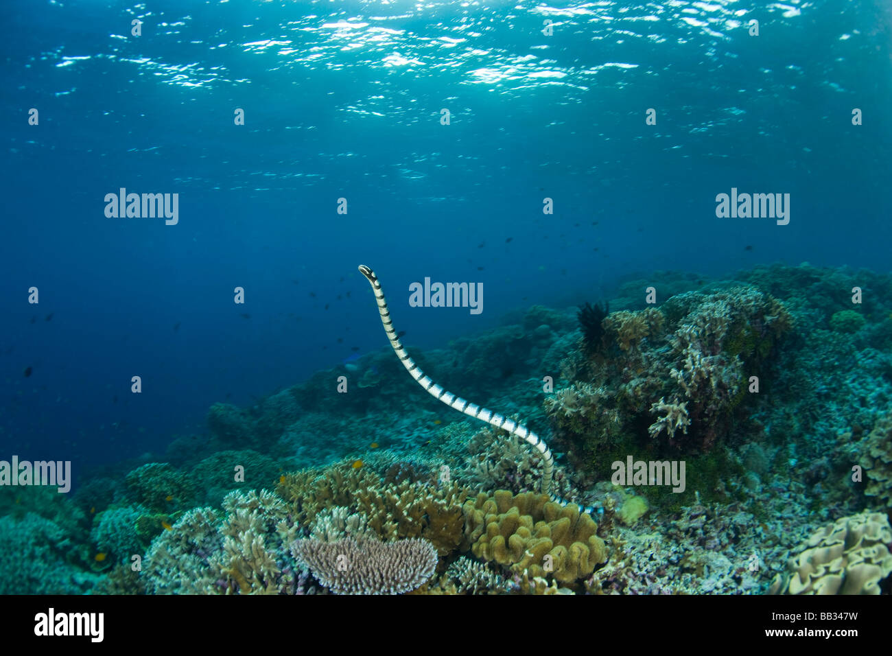 INDONESIA, South Sulawesi Province, Wakatobi Archipelago Marine Preserve. Banded Sea Krait (Laticauda colubrina). Stock Photo