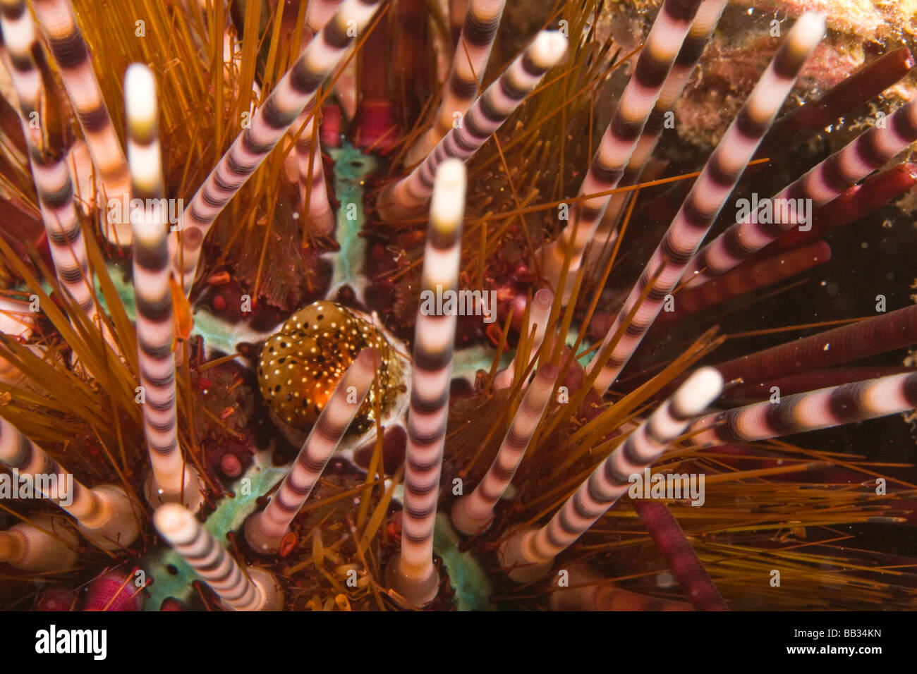 INDONESIA, South Sulawesi Province, Wakatobi Archipelago Marine Preserve. Sea Urchin (echinothrix calamaris). Stock Photo