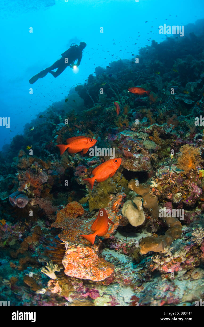 INDONESIA, South Sulawesi Province, Wakatobi Archipelago Marine Preserve. Paeony Bulleyes  and  scuba diver. Stock Photo