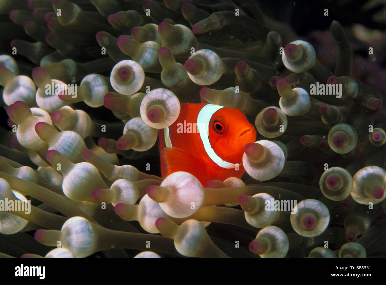 Maroon clownfish indonesia hi-res stock photography and images - Alamy