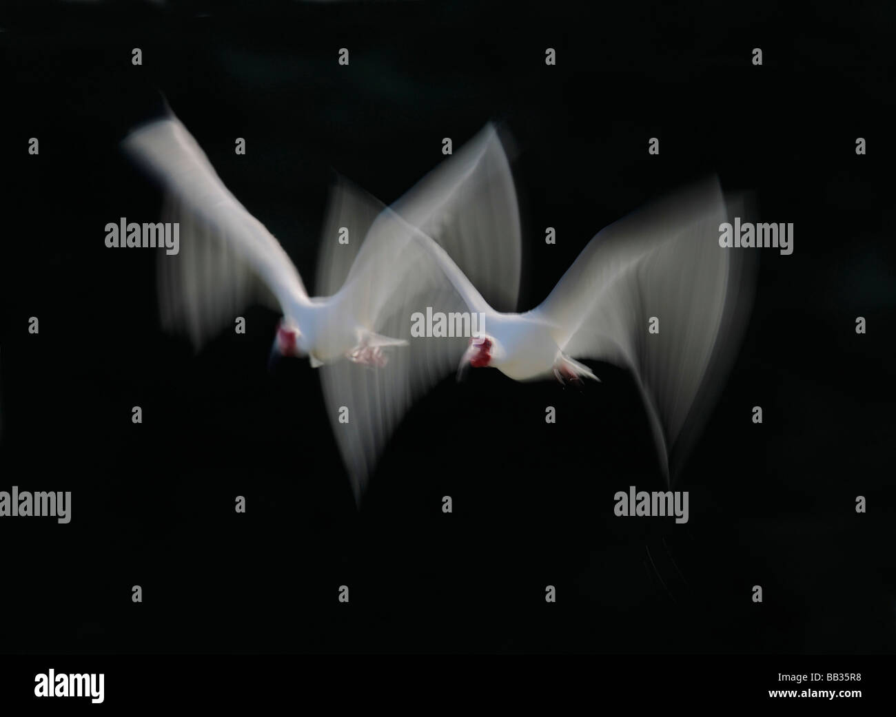 USA, Florida, Tampa Bay, Alafia Bank. White ibis pair blurred in flight. Stock Photo