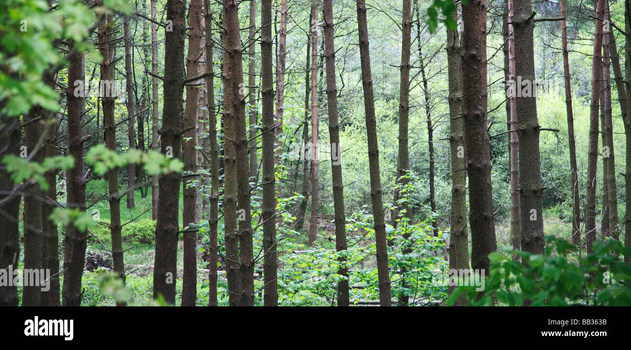 Trees. Macclesfield Forest, Macclesfield, Cheshire, United Kingdom