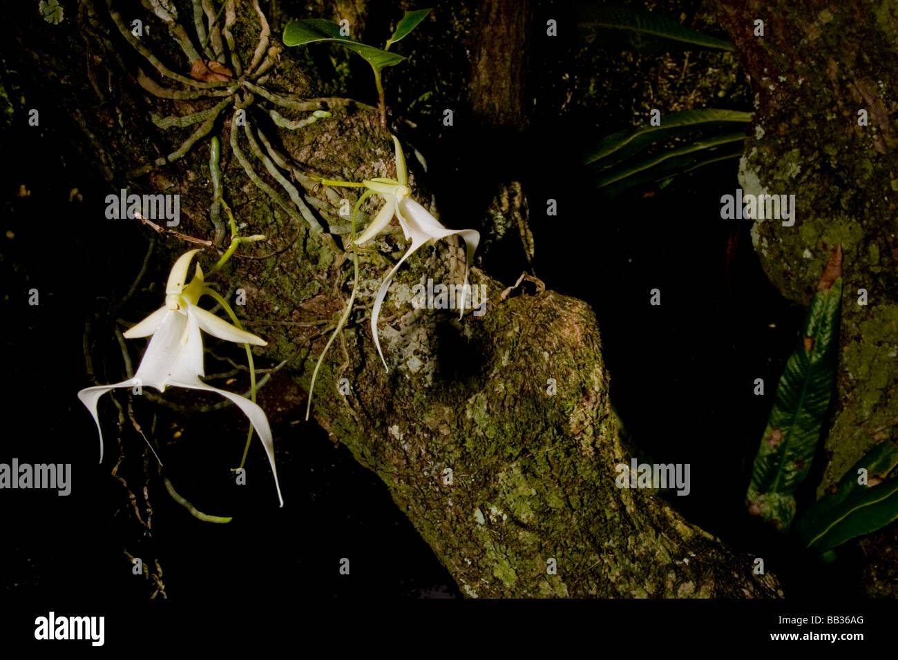 The Ghost Orchid, Dendrophylax lindenii, was made famous by Susan Orleans in her book The Orchid Thief. Rare & endangered Stock Photo