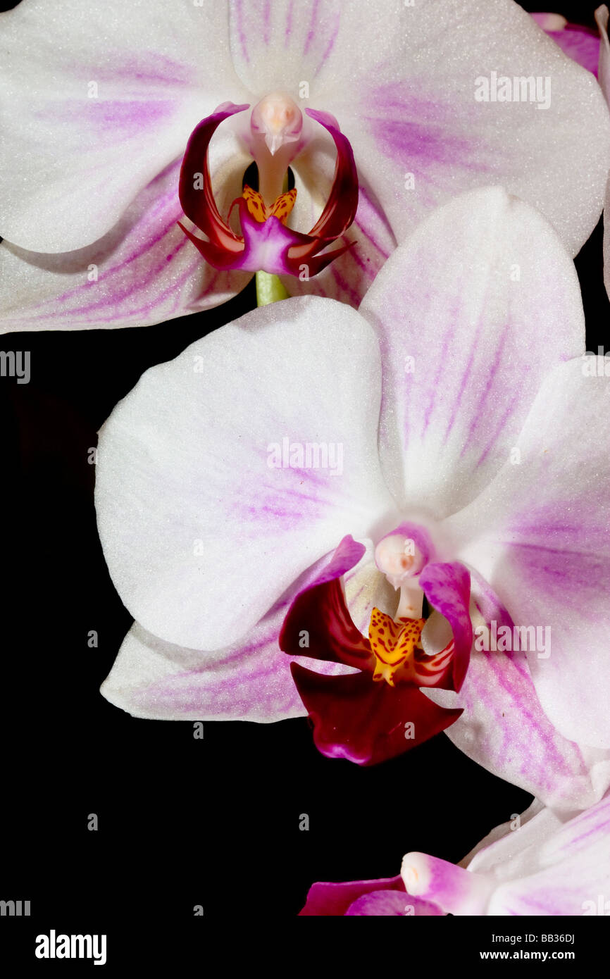 Phalaenopsis hybrid orchids are one of the most popular cultivated