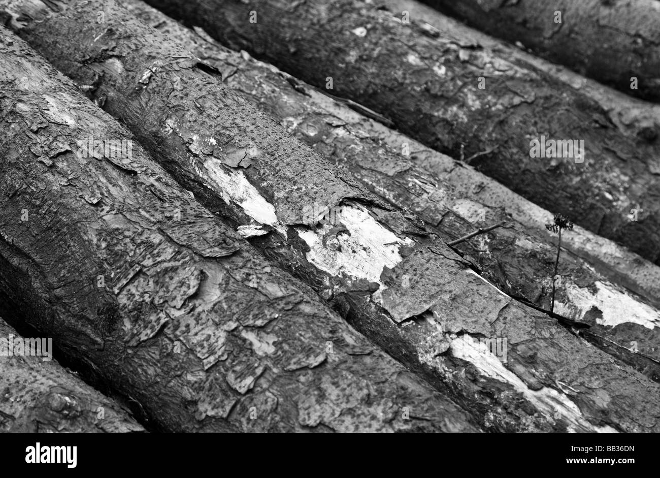 Lumber. Macclesfield Forest, Macclesfield, Cheshire, United Kingdom. Stock Photo