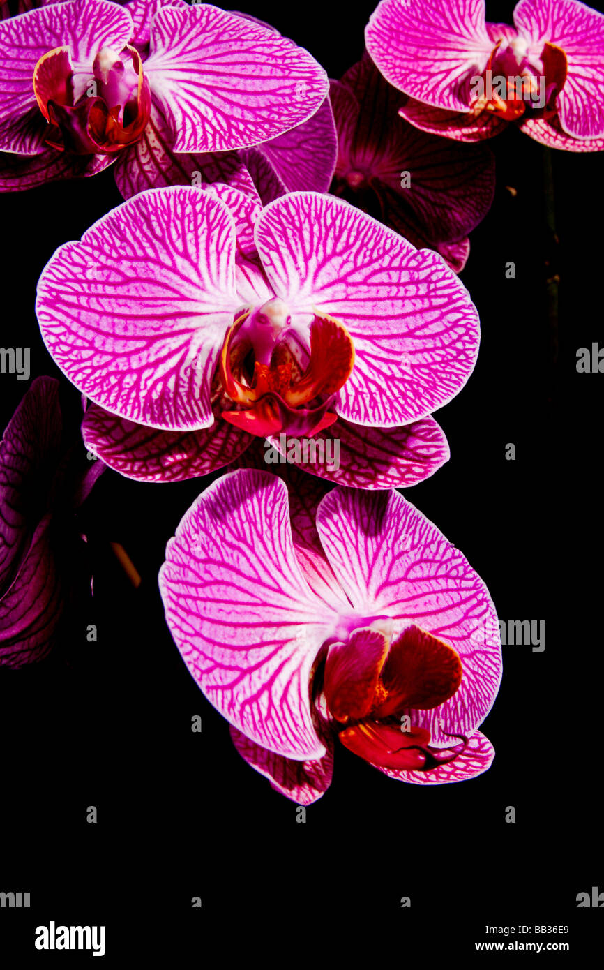 Phalaenopsis hybrid orchids are one of the most popular cultivated