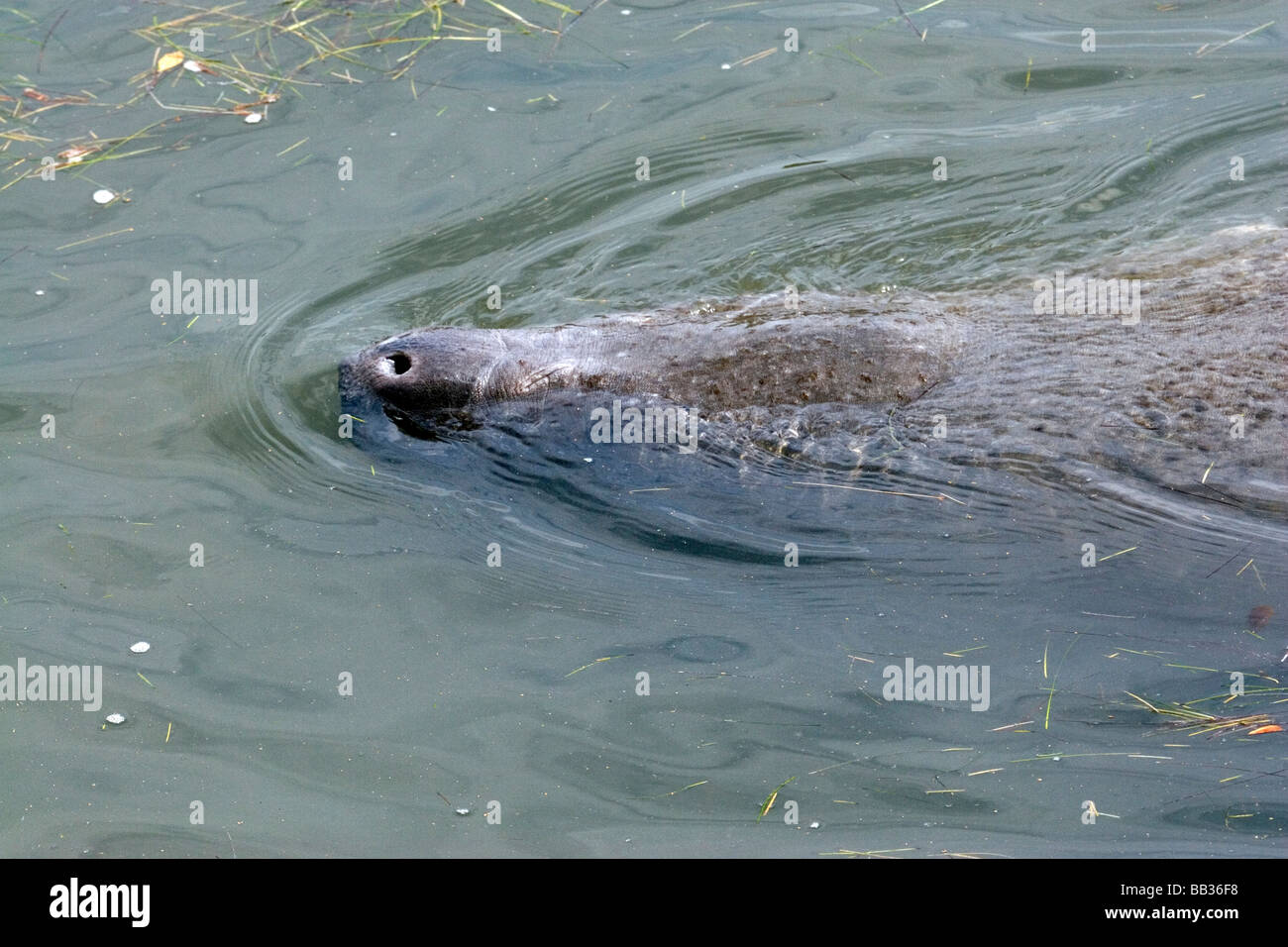 USA - Florida - Manatee swimming near Merritt Island National Wildlife