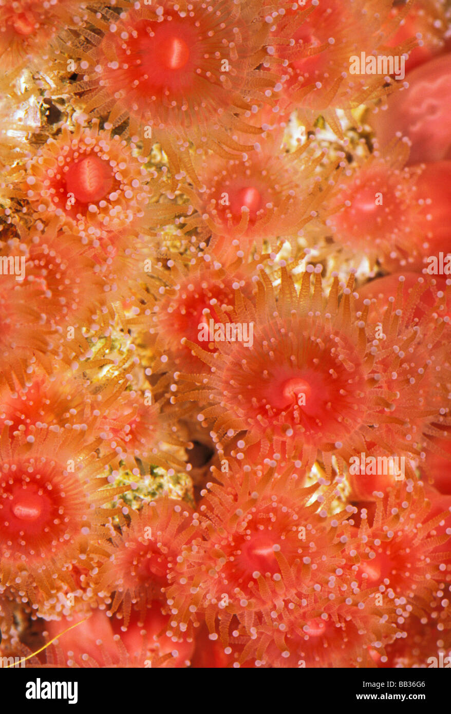 Strawberry anemone, corynactis californica. Stock Photo