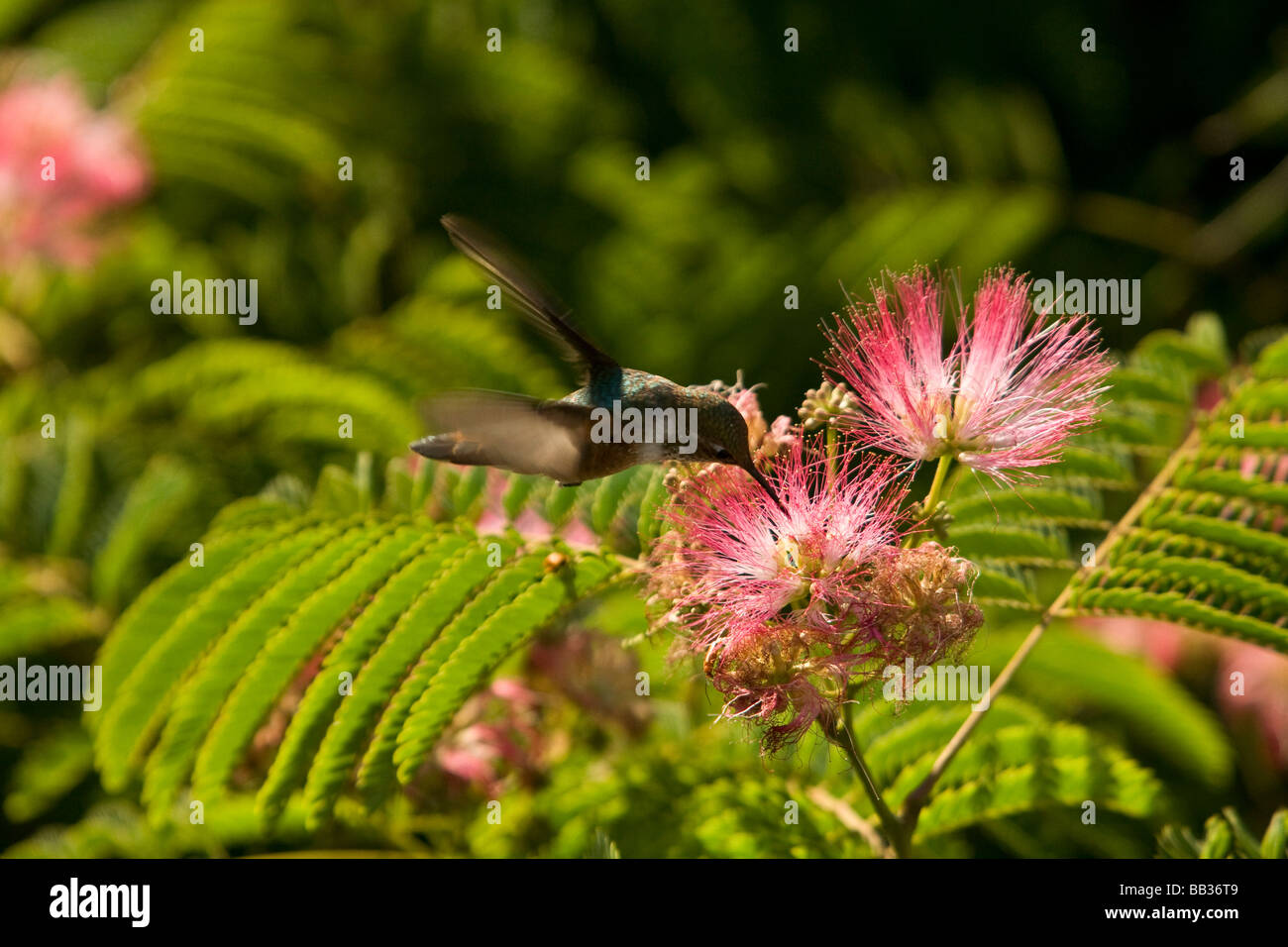 A hummingbird feeds from a pink flower Stock Photo Alamy