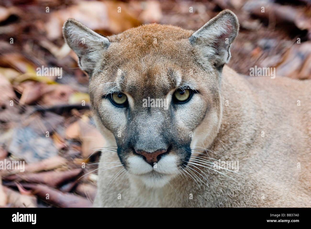 Cougar, mountain lion, Florida panther, Puma concolor, has greatest  distribution among all mammals in western hemisphere Stock Photo - Alamy