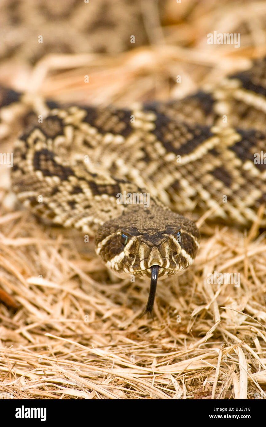 Eastern diamondback rattlesnake, Crotalus adamanteus Stock Photo Alamy