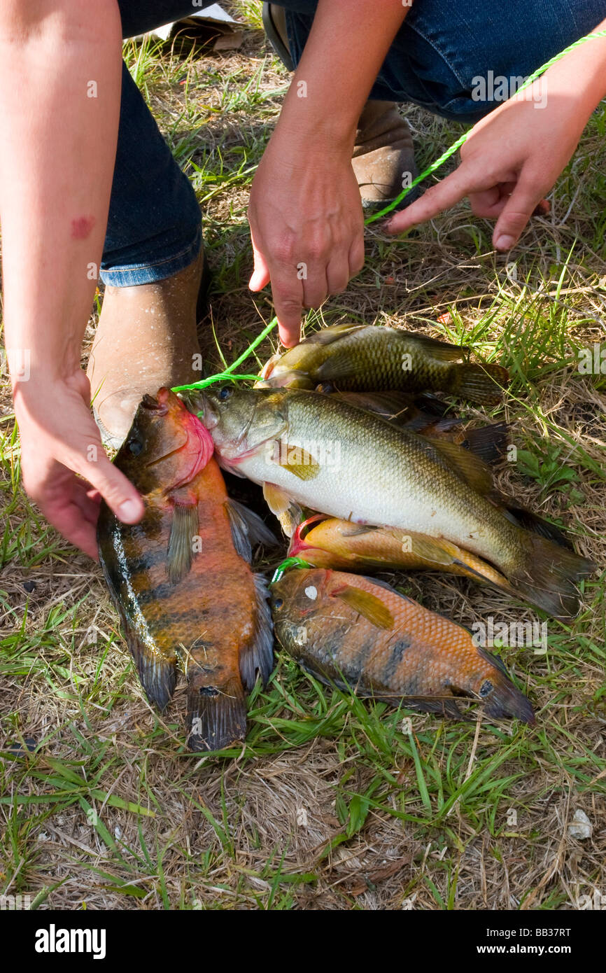 An afternoon's catch of freshwater fish from a south Florida canal Stock  Photo - Alamy