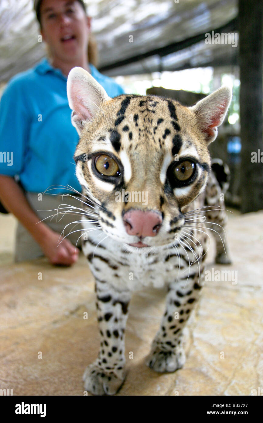 What Would Happen If Ocelots Went Extinct