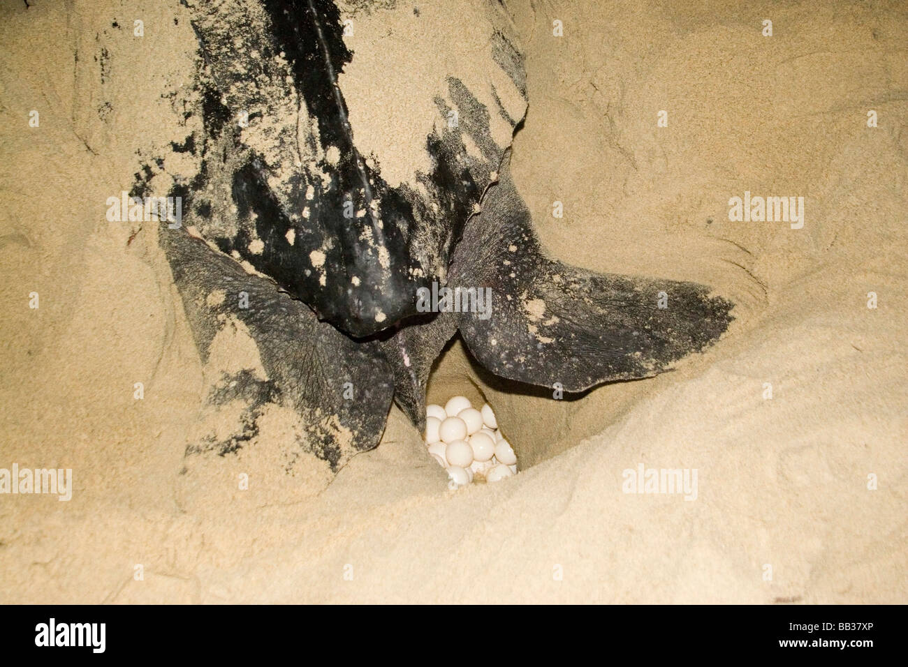 Caribbean - Trinidad - Leatherback Sea Turtle starts laying eggs on ...