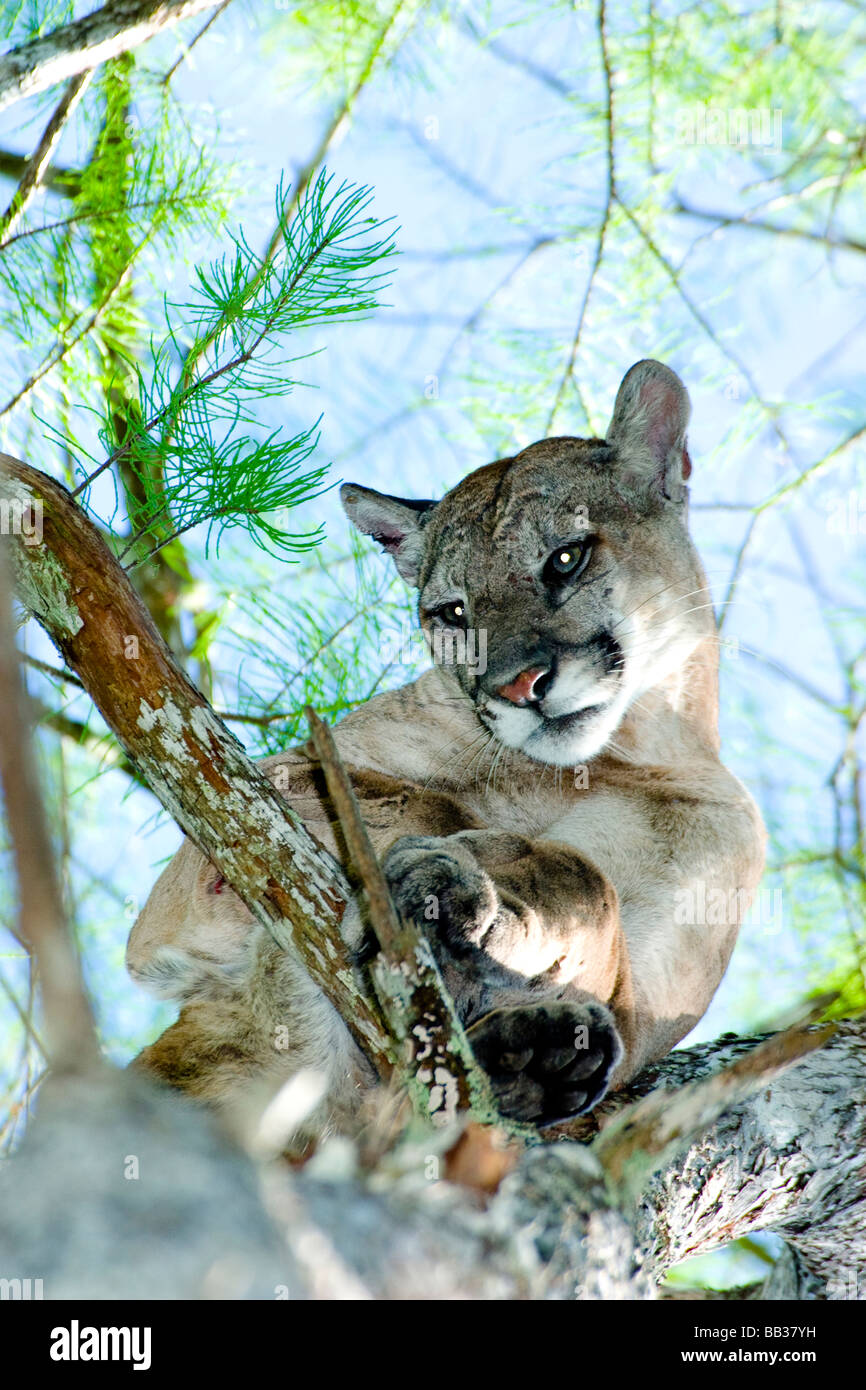 A Male Florida Panther Is Treed By Specialized Dogs Near The Seminole Indian Reservation Stock Photo Alamy A Male Florida Panther Is Treed By Specialized Dogs Near The Seminole Indian Reservation Stock Photo Alamy
