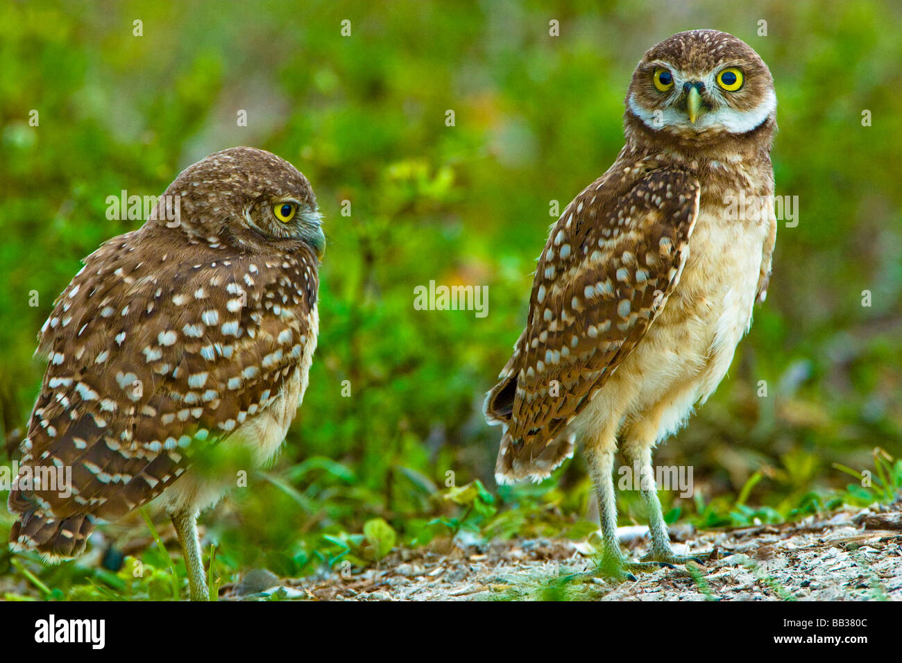 Burrowing owls are a popular site on Marco Island, Florida where they