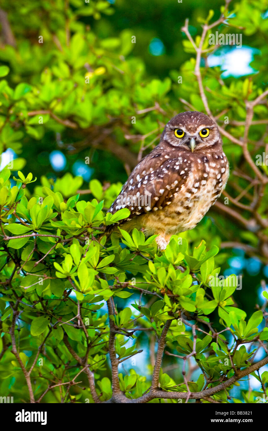Burrowing owls are a popular site on Marco Island, Florida where they