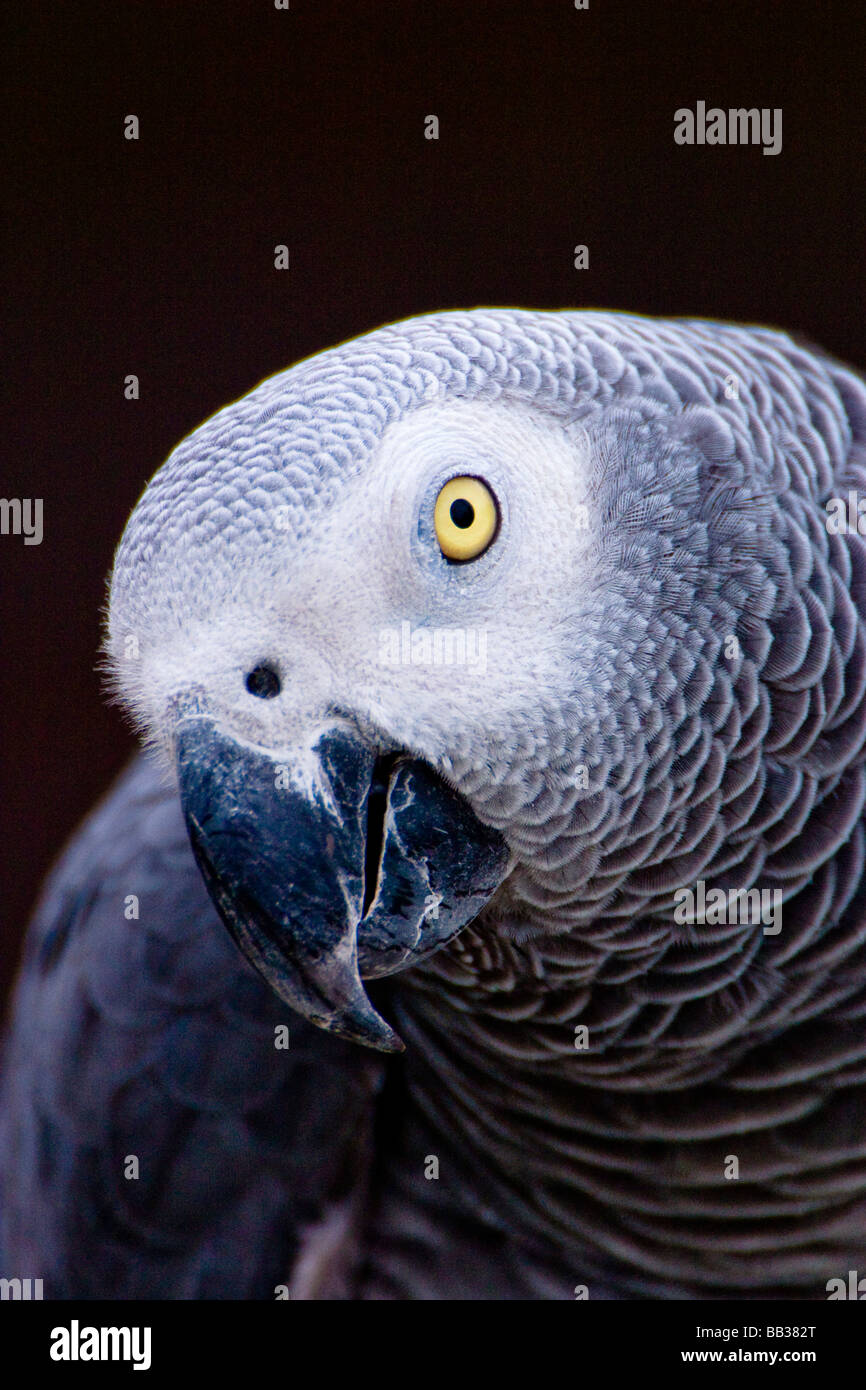 The African grey parrot is one of the most popular exotic pets and