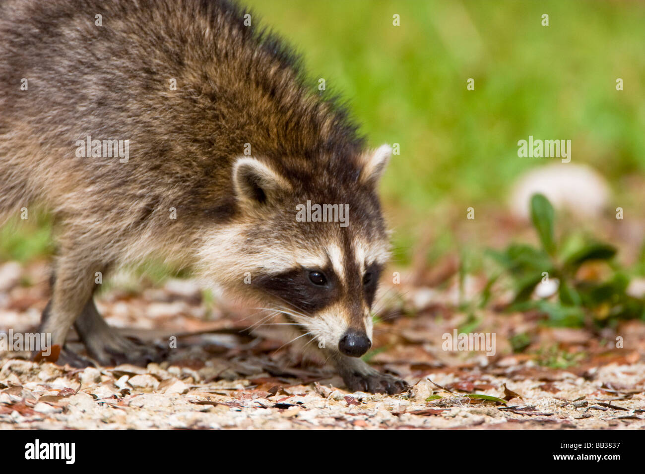 The raccoon, Procyon lotor, is a widespread, medium-sized, omnivorous  mammal native to North America. Like alligators Stock Photo - Alamy