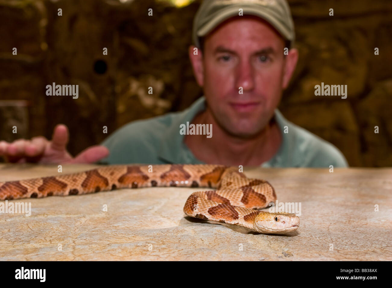 Under controlled situations, venomous snakes can be presented to the public, with a conservation message. Here Stock Photo