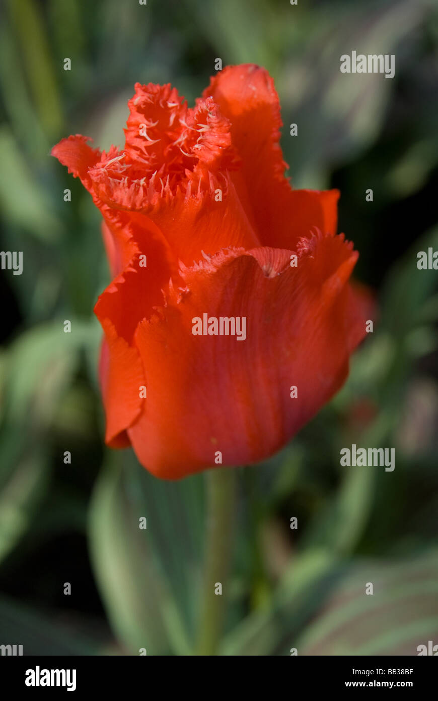 Tulipa 'Red Riding Hood' - Greigii (div. 14) Stock Photo