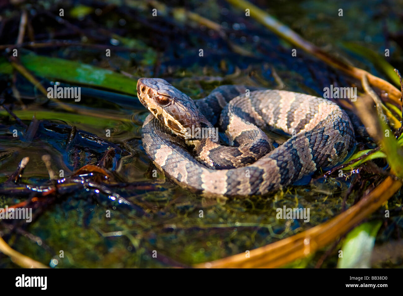 The water moccasin is a venomous pit viper species found in the eastern