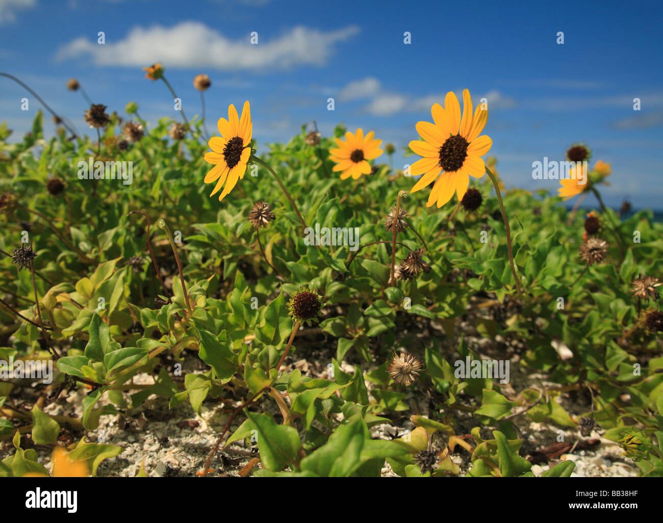 Sunflower (Helianthus debilis) Captiva Island, Florida Stock Photo