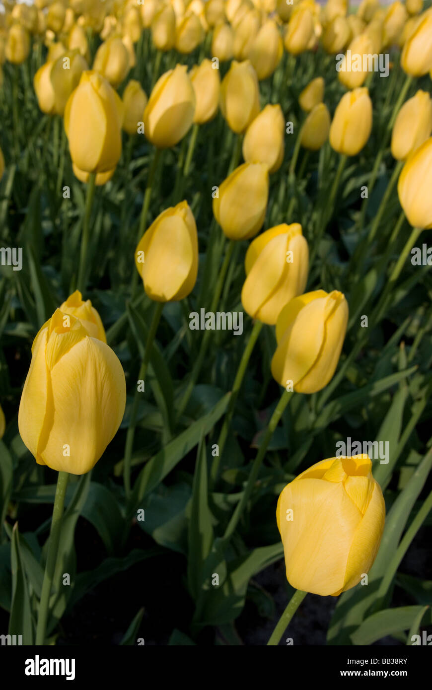 Tulipa Big Smile High Resolution Stock Photography And Images Alamy