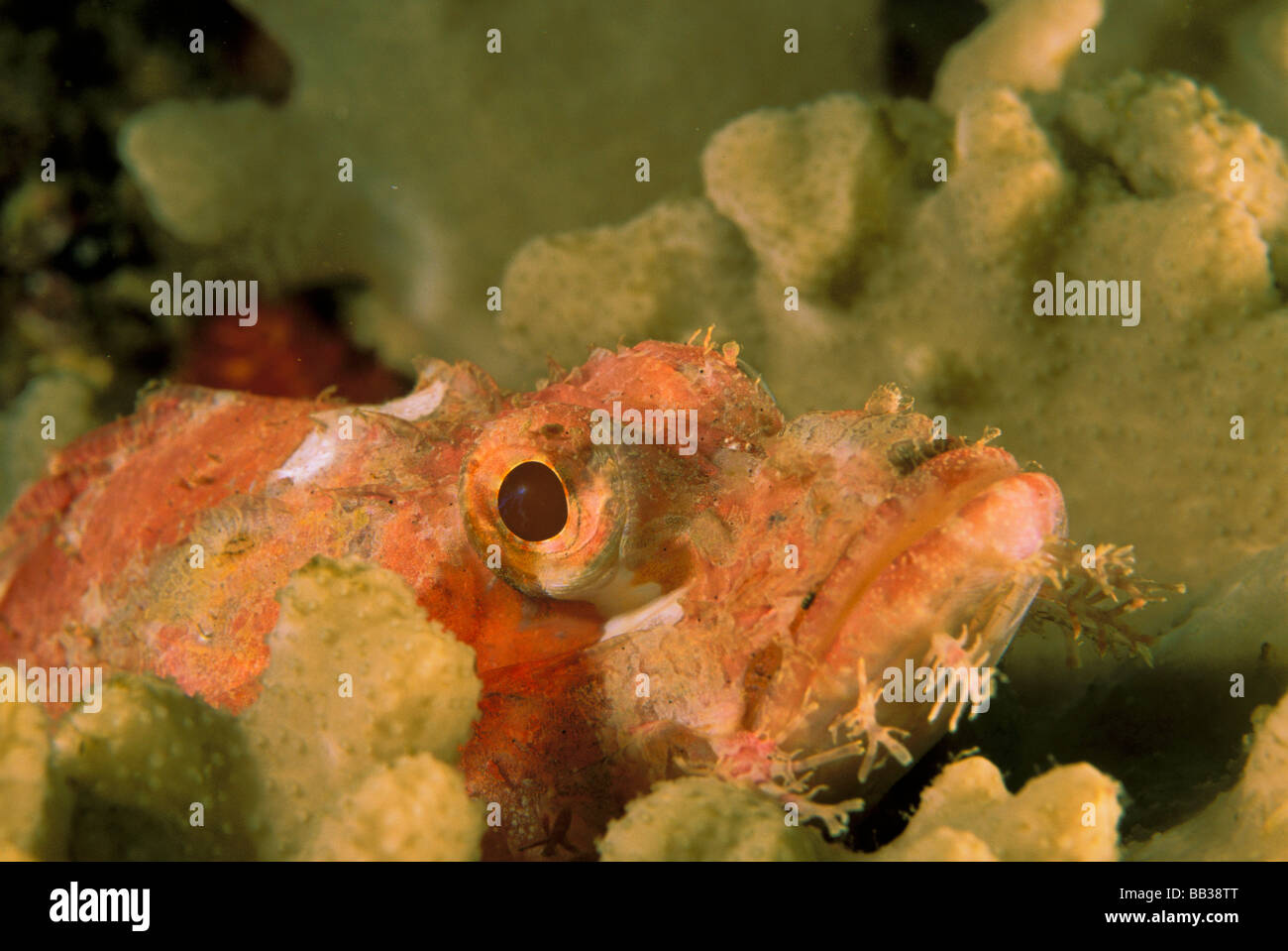 Smallscale scorpionfish, or scorpaenopsis oxycephalus. Stock Photo