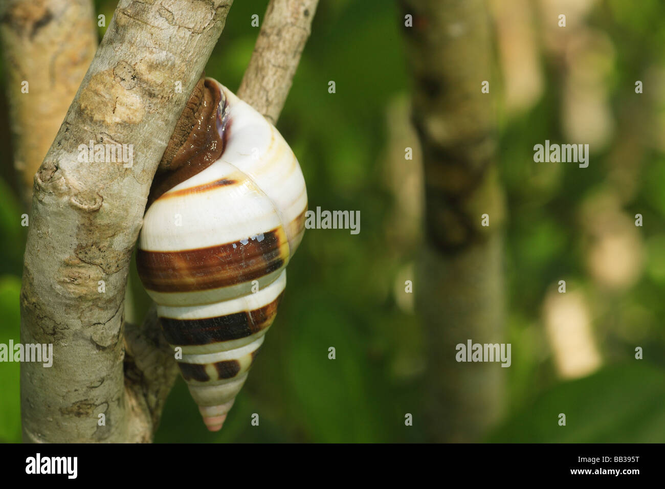 Florida tree snail (Liguus fasciatus) Everglades National Park, Post Hurricane Wilma, Florida, USA Stock Photo