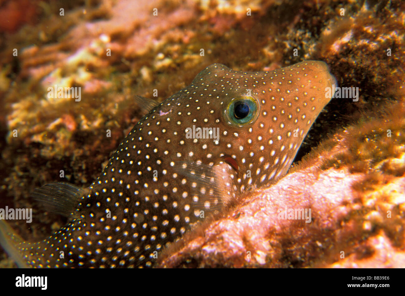 Close up of whitespotted puffer, or canthigaster jactator. Stock Photo