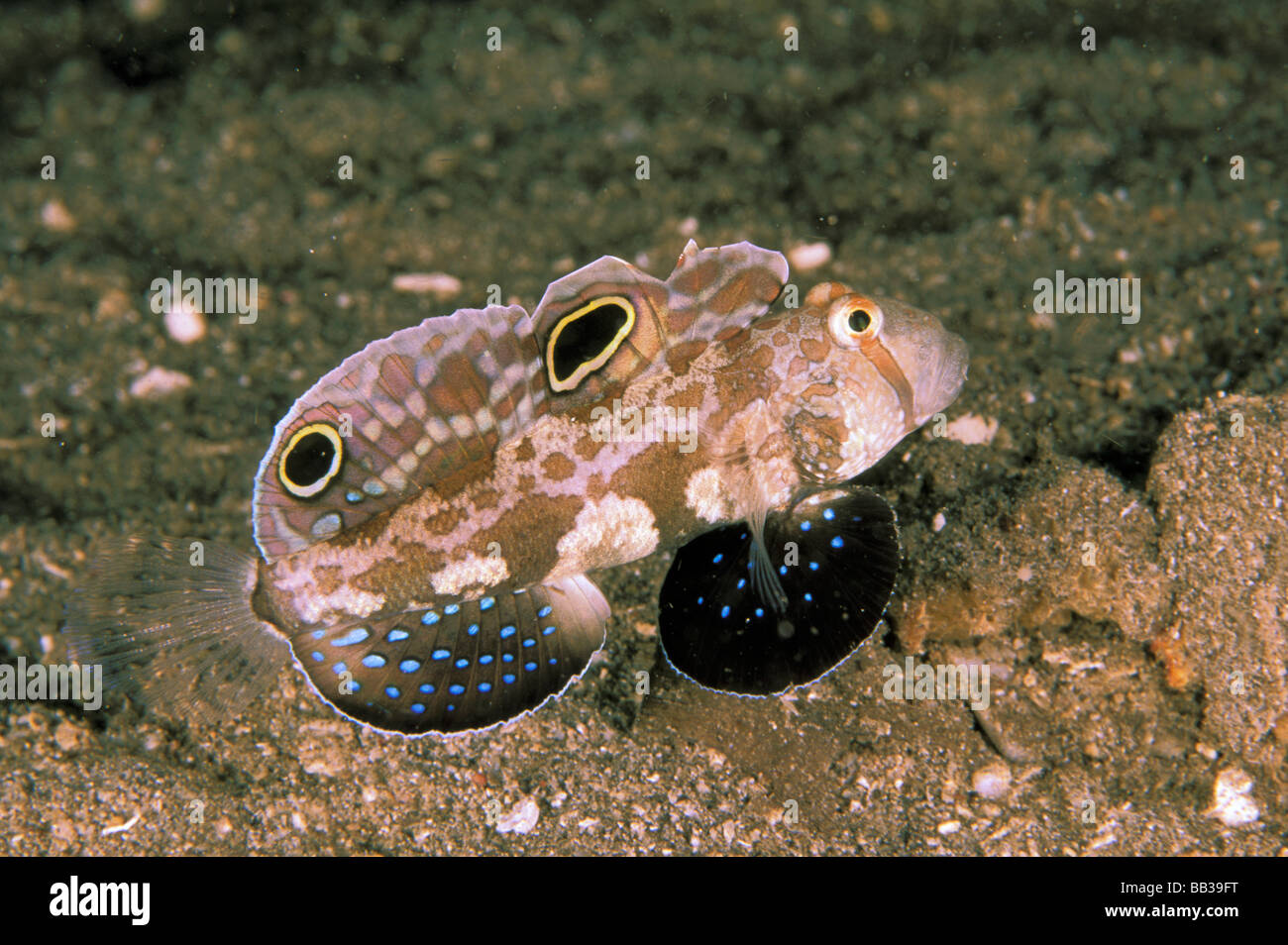 Twinspot goby, or signigobius biocellatus. Stock Photo