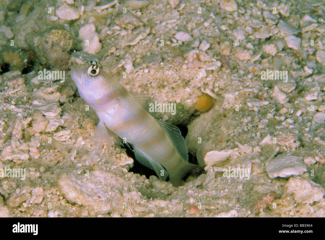 Steinitz shrimp goby, or amblyeleotris steinitzi. Stock Photo