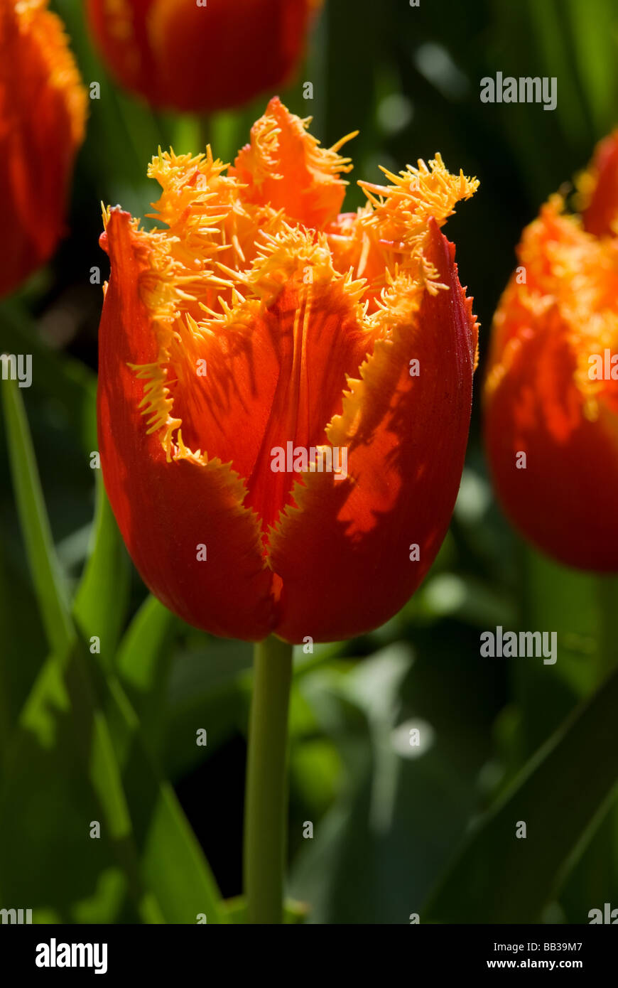 Tulipa 'Fabio' - Fringed (div. 7) Stock Photo