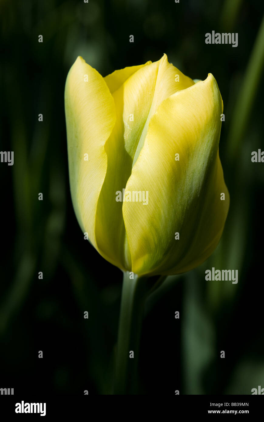 Tulipa 'Yellow Spring Green' - Viridiflora (div. 8) Stock Photo