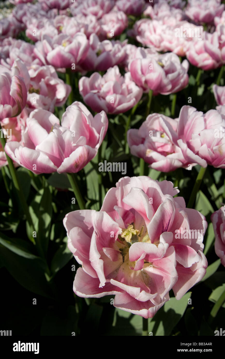 Tulipa 'Melrose' - Double Early (div. 2) Stock Photo