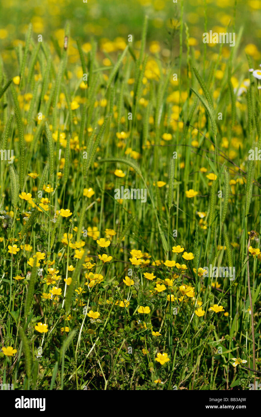 Wildflowers and grasses growing in an open field North Georgia USA Stock Photo