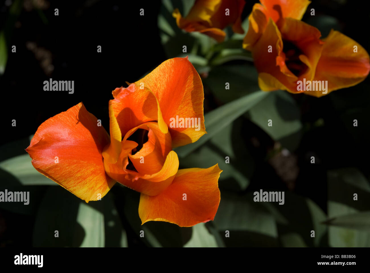 Tulipa 'Compostella' - Greigii (div. 14) Stock Photo