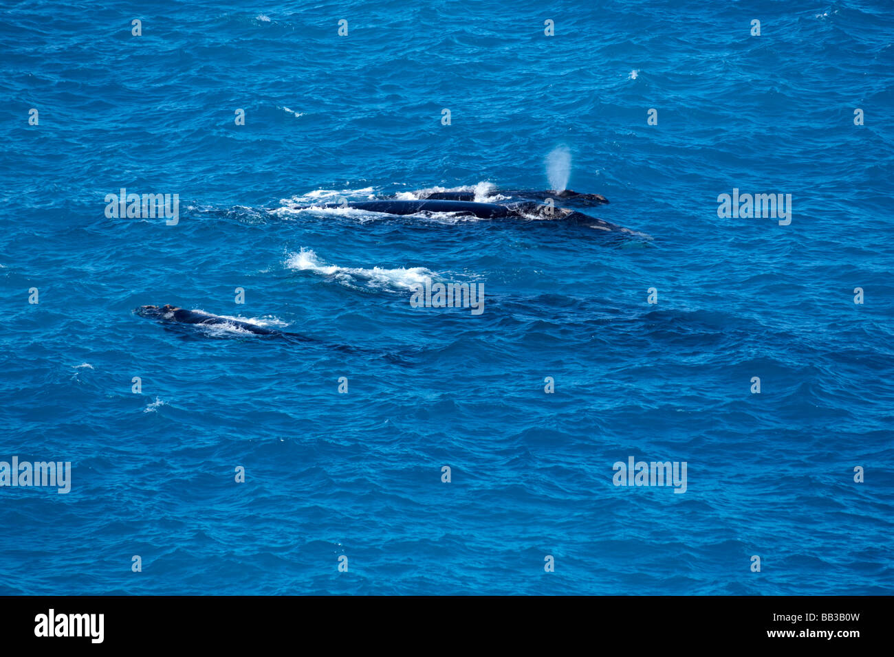 Blue whale and calf hi-res stock photography and images - Alamy