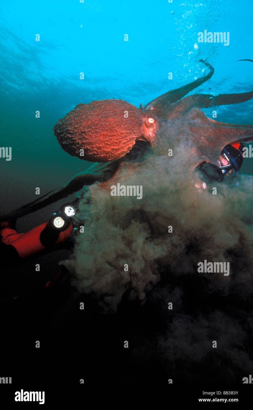 Octopus ink hires stock photography and images Alamy