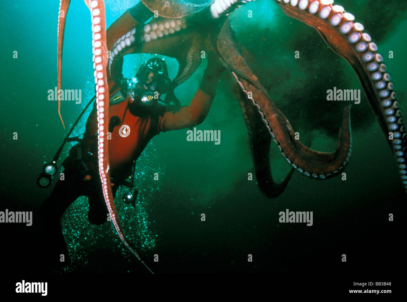 Octopus ink hires stock photography and images Alamy