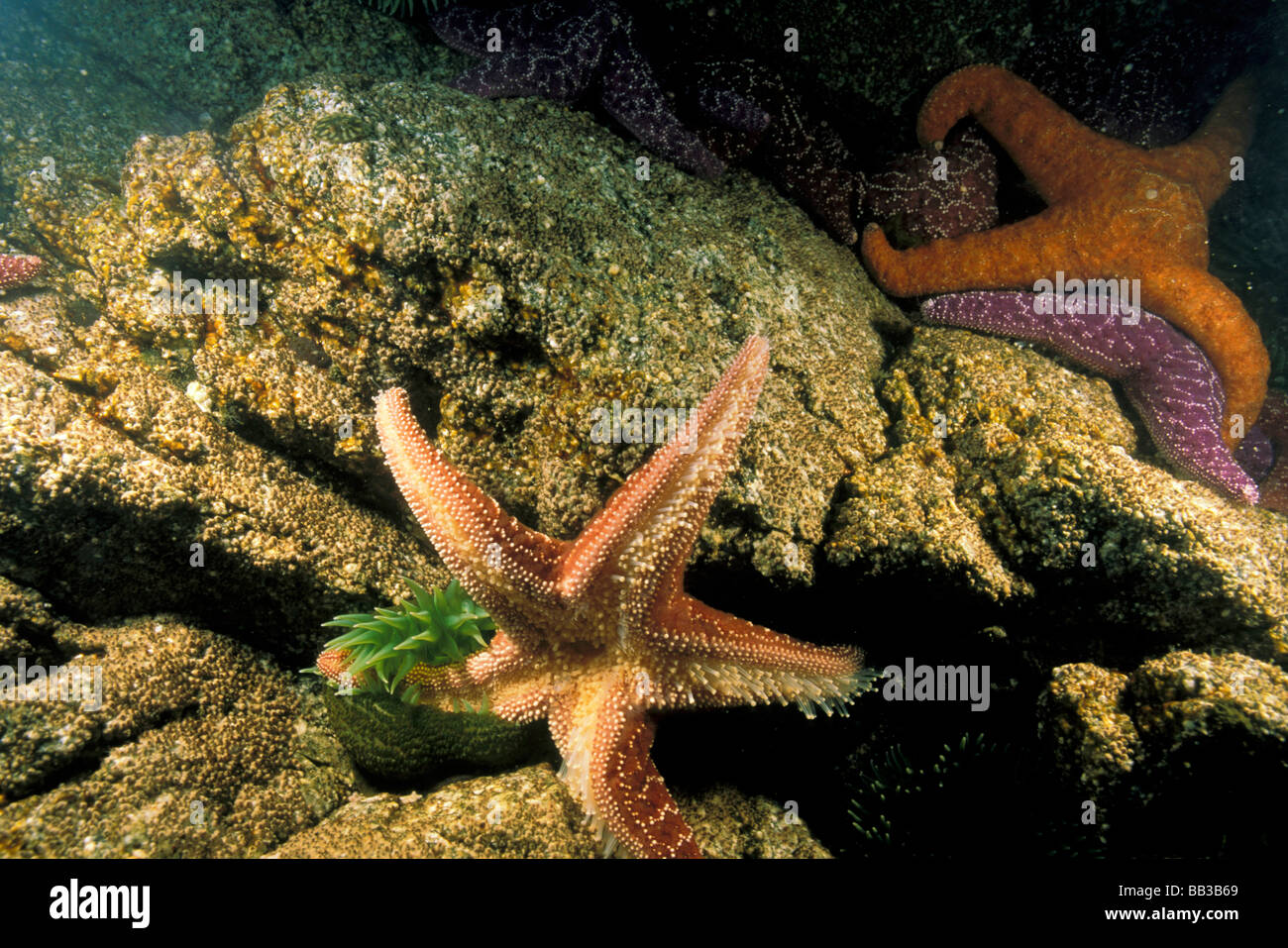 USA, Pacific Northwest. Green anemone with trapped pisaster sea star. Stock Photo