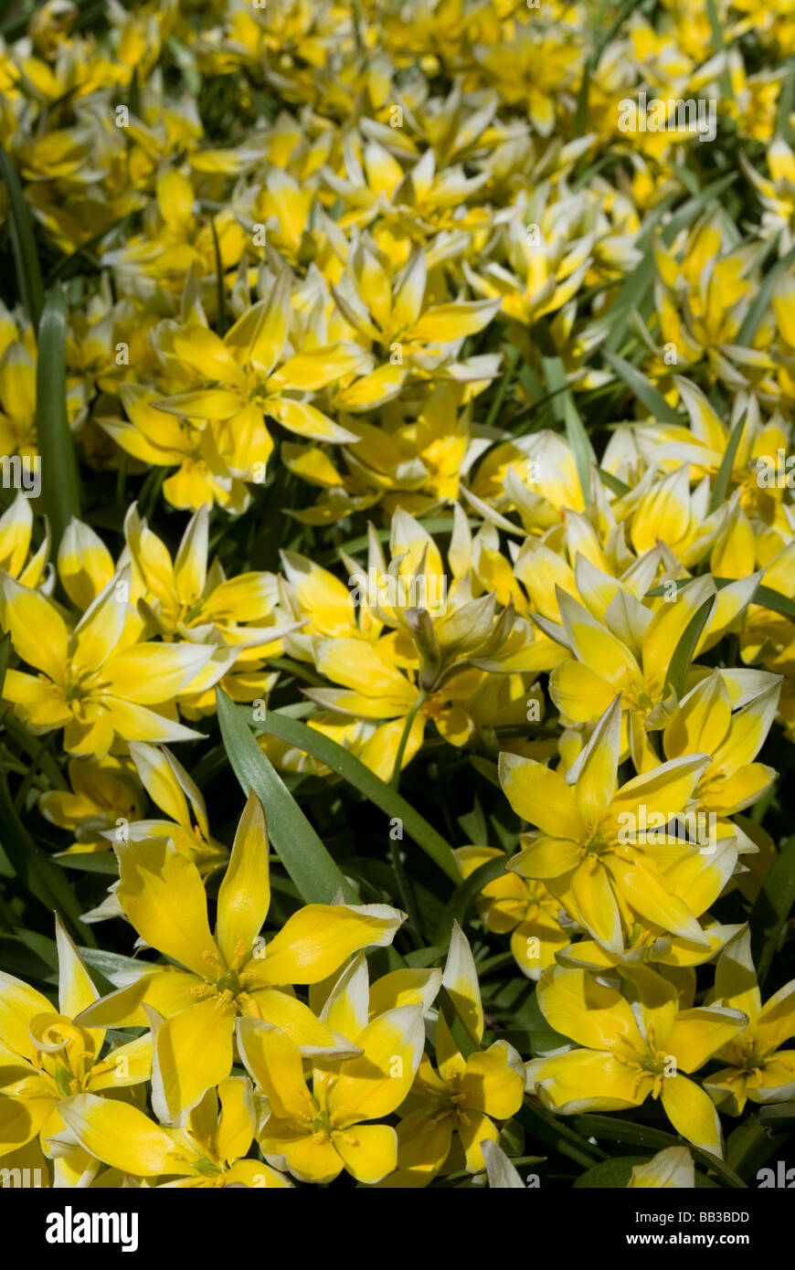 Tulipa tarda (Tarda Tulip) - Species (div.15) Stock Photo