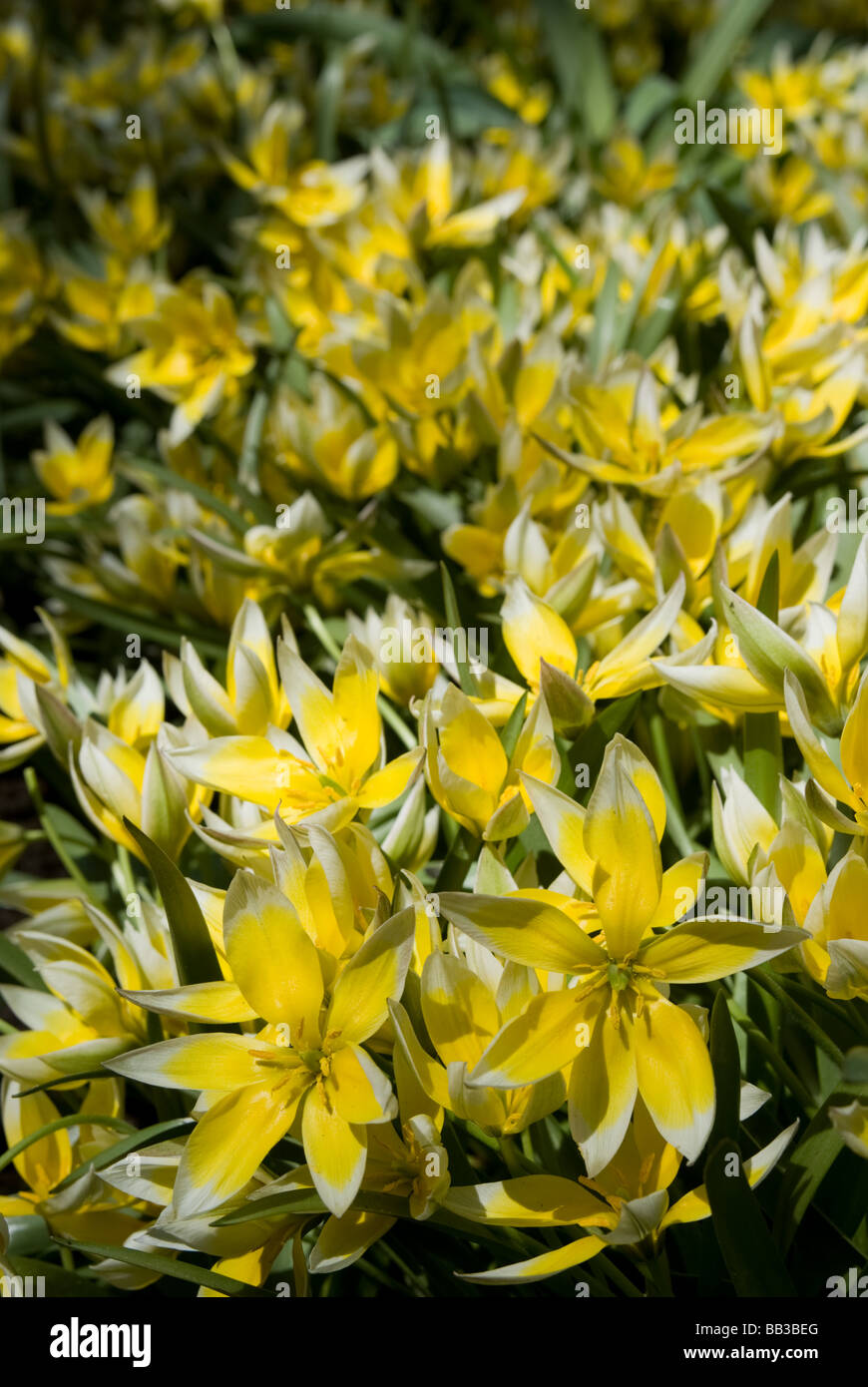Tulipa tarda (Tarda Tulip) - Species (div.15) Stock Photo