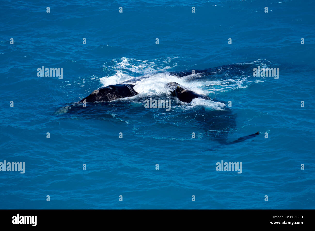 Blue whale and calf hi-res stock photography and images - Alamy