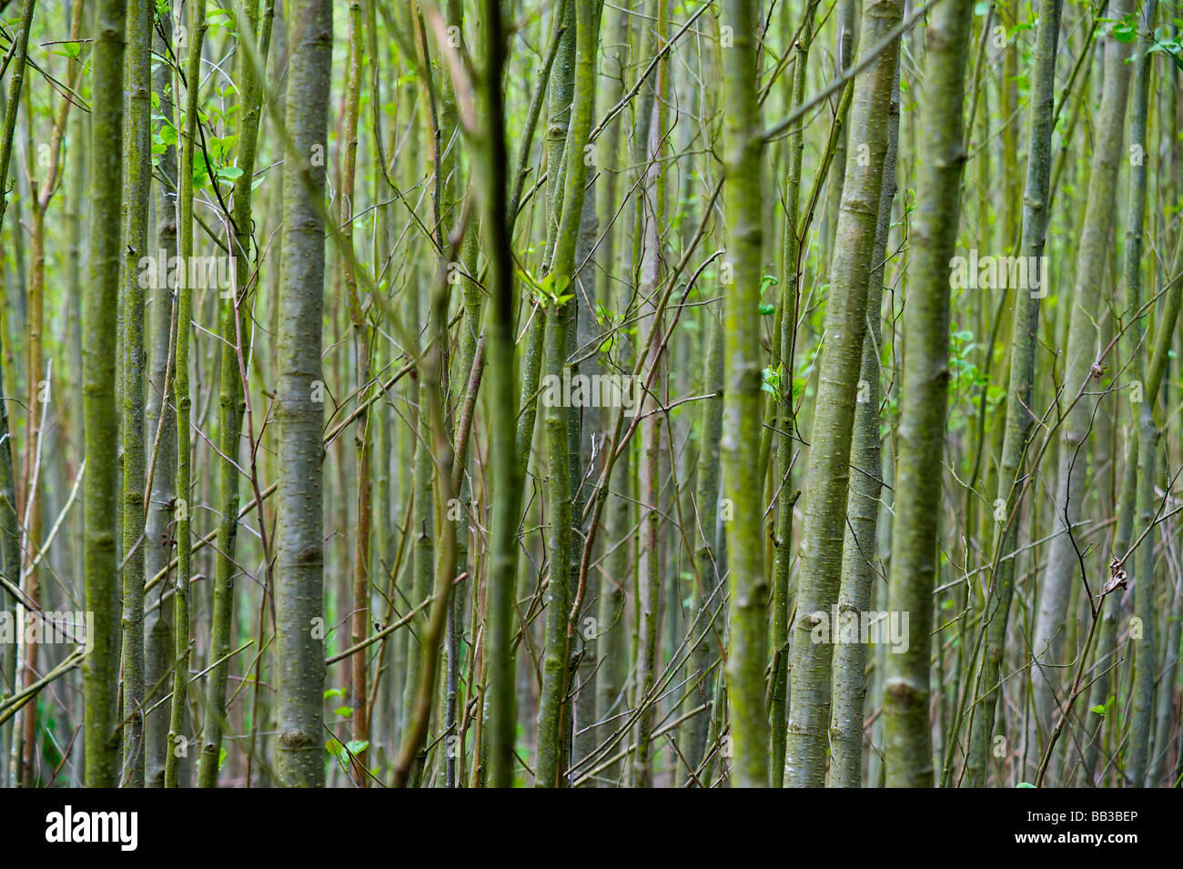 Thin tree trunks, Berkshire, UK Stock Photo Alamy