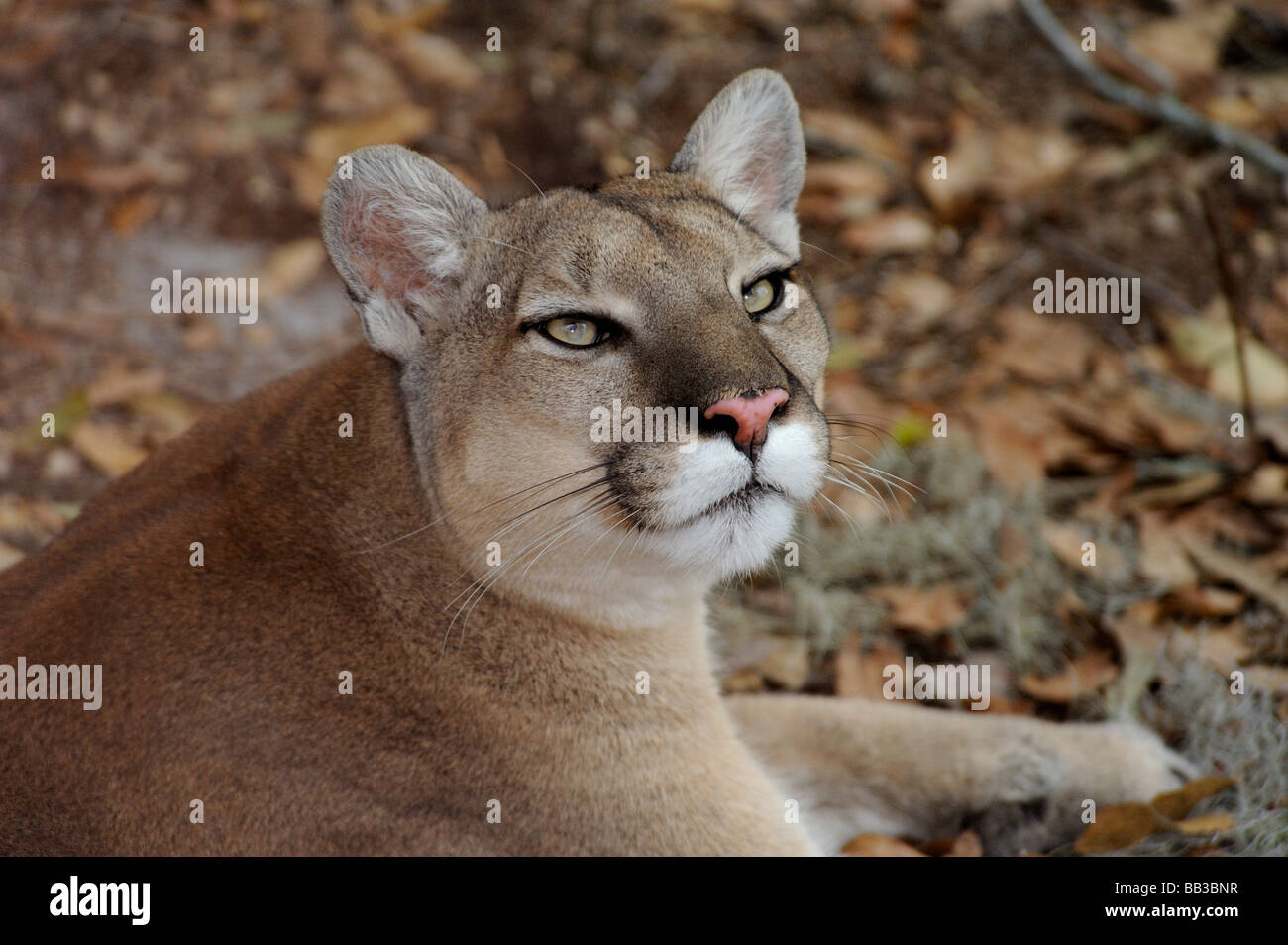 Florida panther Puma concolor coryi Florida captive Stock Photo